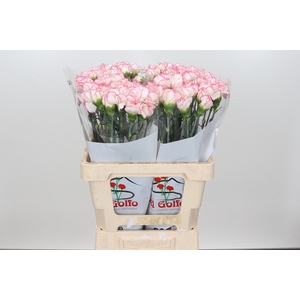 Dianthus St Tico Rosa