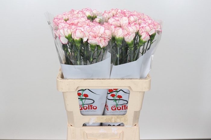 Dianthus St Tico Rosa