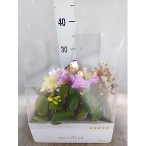 Phalaenopsis multi.   ...mix  5