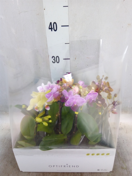 <h4>Phalaenopsis multi.   ...mix  5</h4>