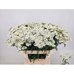 ACHIL M WHITE BEAUTY