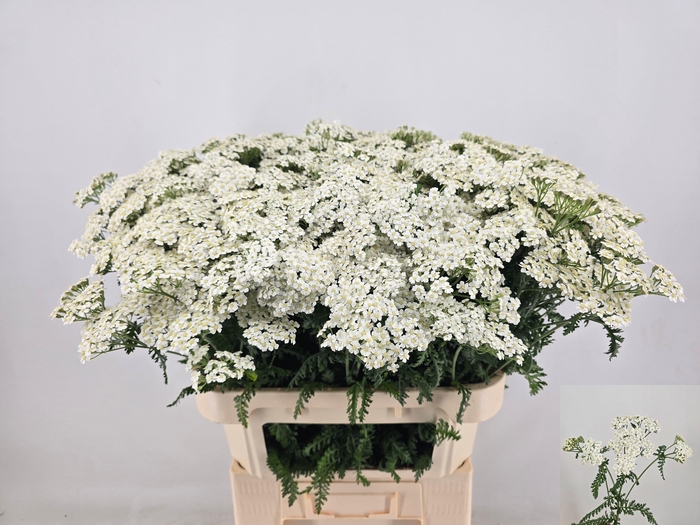 <h4>ACHIL M WHITE BEAUTY</h4>