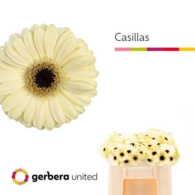 <h4>GERMINI CASILLAS+ GE MI CASILLAS+</h4>