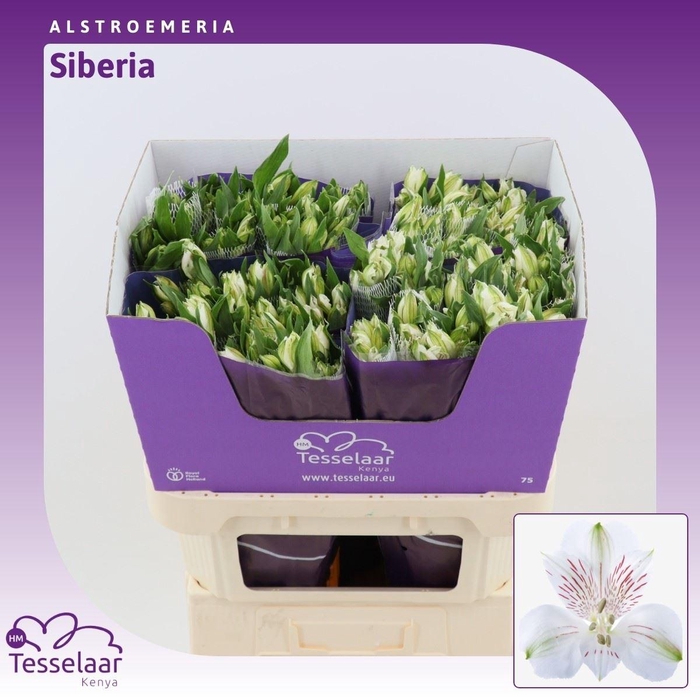 <h4>Alstroemeria Siberia | Heavy Quality</h4>