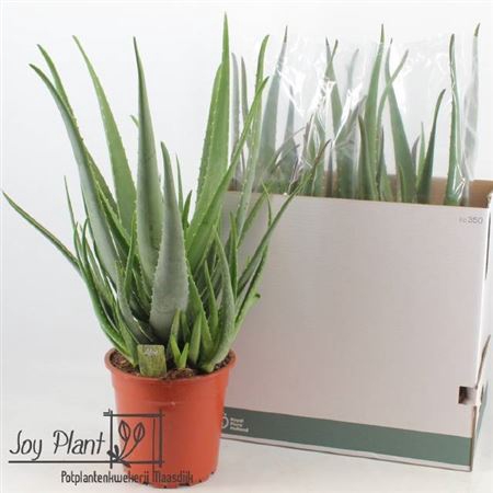 <h4>Aloe Vera</h4>
