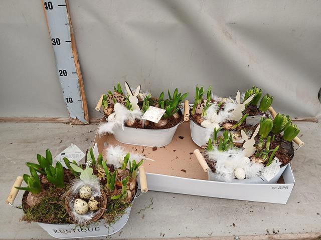 <h4>ARR BOL KNOLGEWAS</h4>