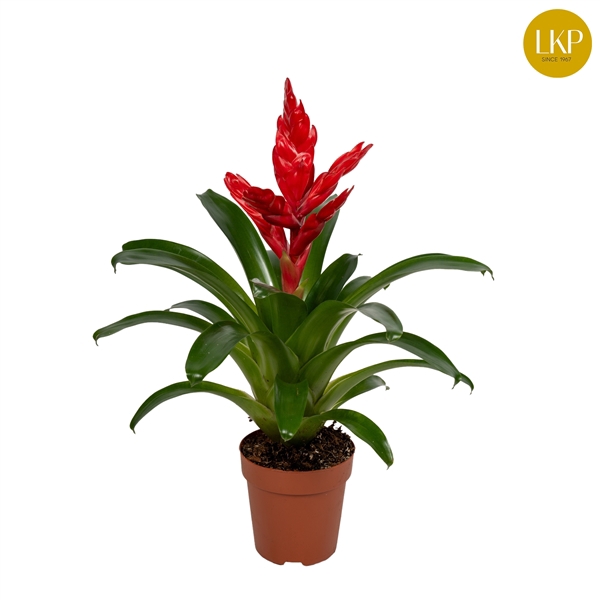 <h4>Vriesea Poelmani Anna Rood (Met Hoes)</h4>