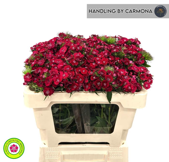 <h4>DI BARB BARON BRE</h4>