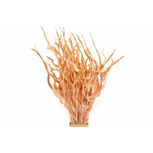 Dried Strelitziablad Zalm P Stem