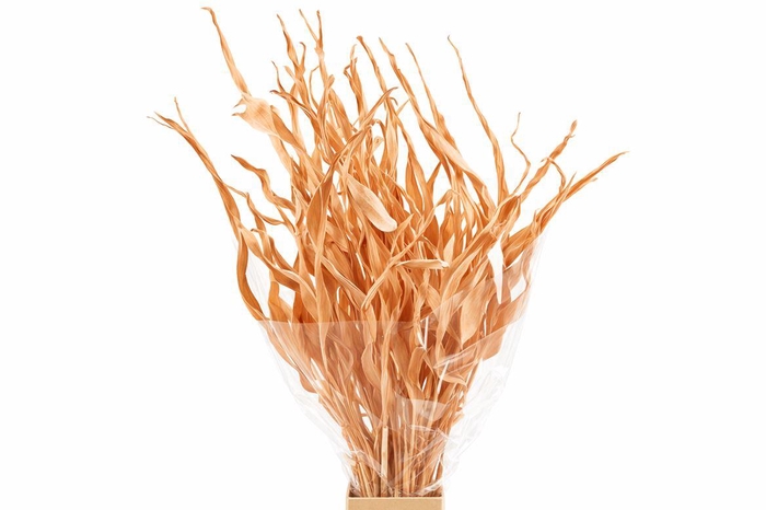 <h4>Dried Strelitziablad Zalm P Stem</h4>