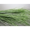 Beregras Licht Groen