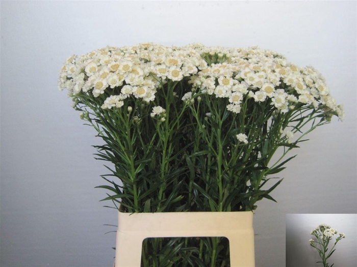 <h4>Achil P Dutch Delight</h4>