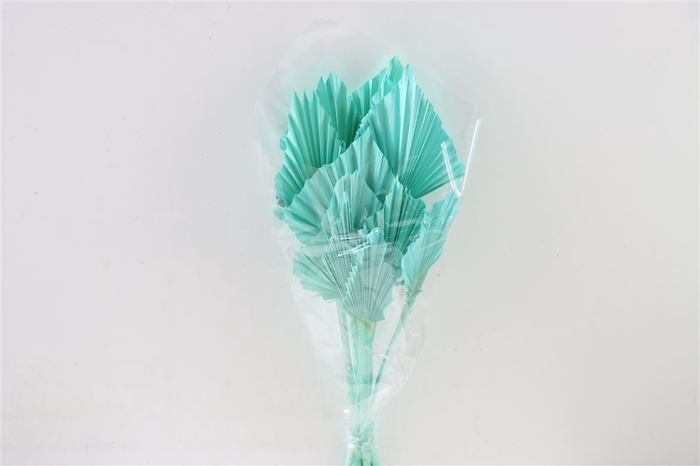 <h4>Dried Palm Spear 10pc Aqua Blue Bunch</h4>