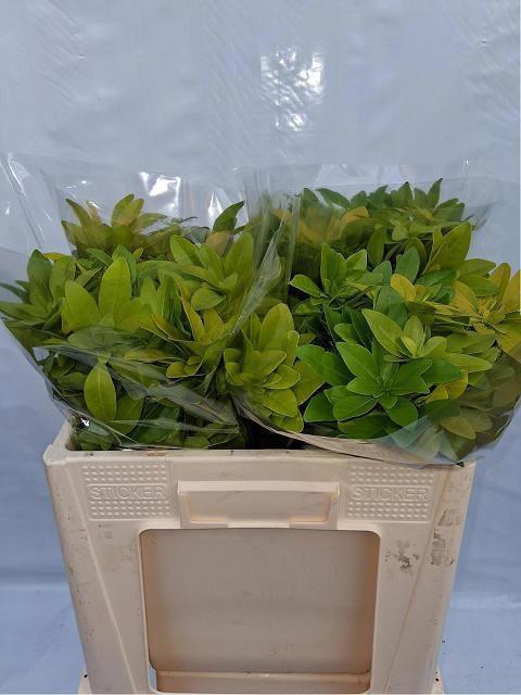 <h4>CHOISYA TE LICH</h4>