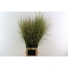 Siergras Panicum Vi Northwind