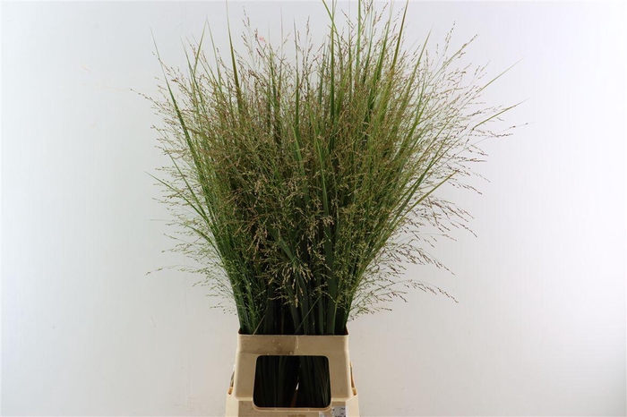 Siergras Panicum Vi Northwind