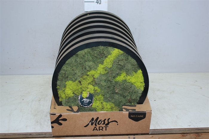 <h4>Moss Art Arr 90779</h4>