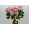Protea Cynaroides