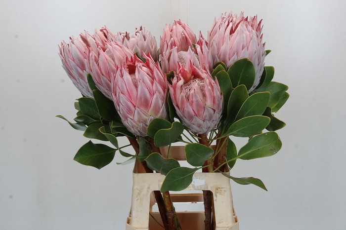 Protea Cynaroides