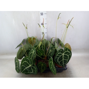 Anthurium clarinervium