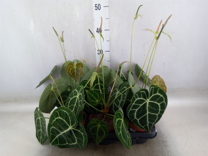 <h4>Anthurium clarinervium</h4>