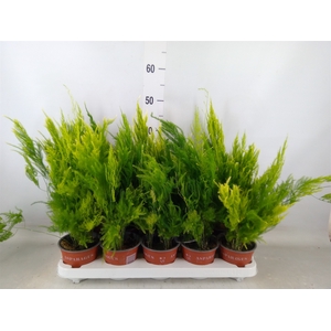 Asparagus setaceus 'Pyramidalis'
