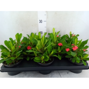 Euphorbia milii   ...