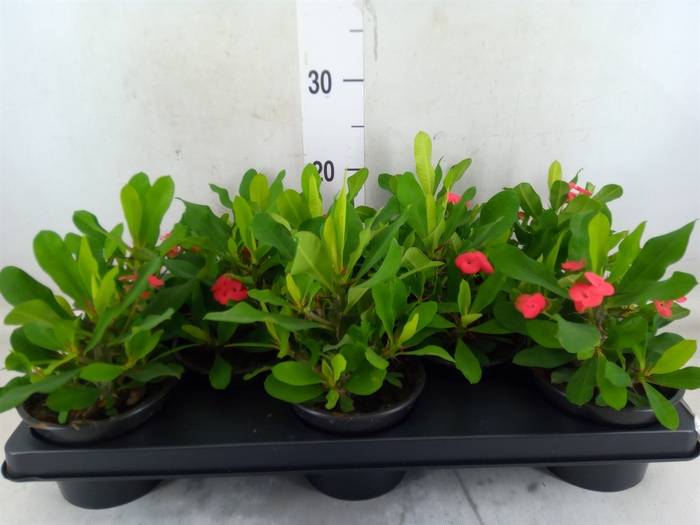 <h4>Euphorbia milii   ...</h4>