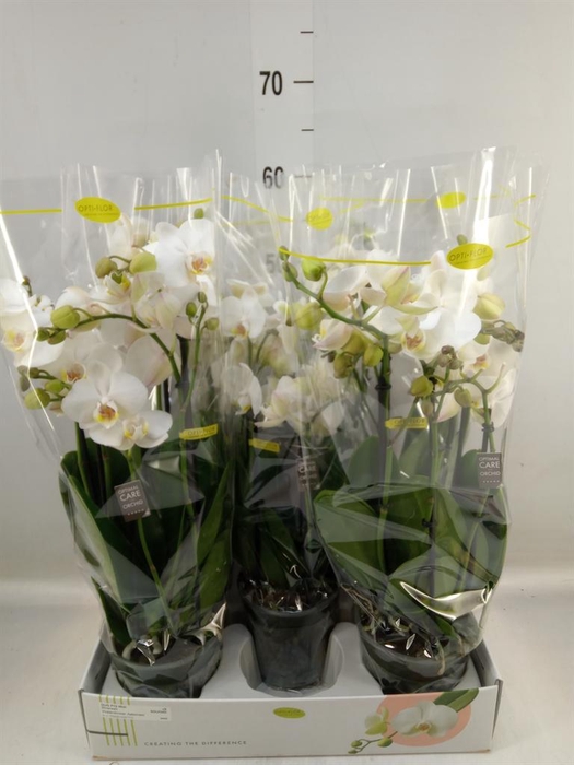 <h4>Phalaenopsis ...</h4>