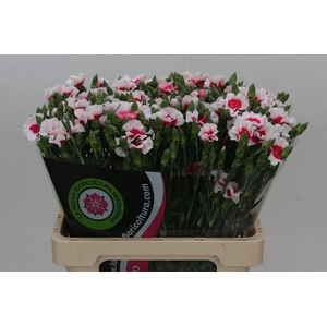 Dianthus Tr Symply Cherry