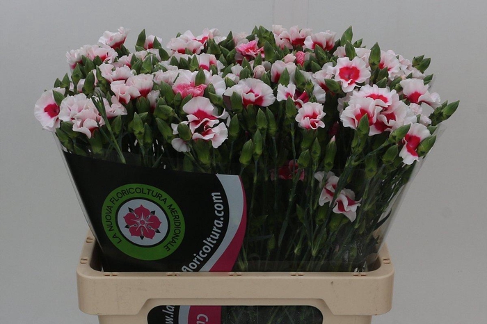 <h4>Dianthus Tr Symply Cherry</h4>
