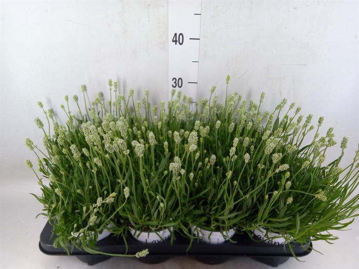 <h4>Lavandula angus. 'Hidcote'</h4>