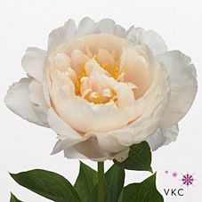 PAEO LINDA ROSE