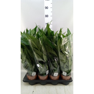 Spathiphyllum  'Sweet Chico'