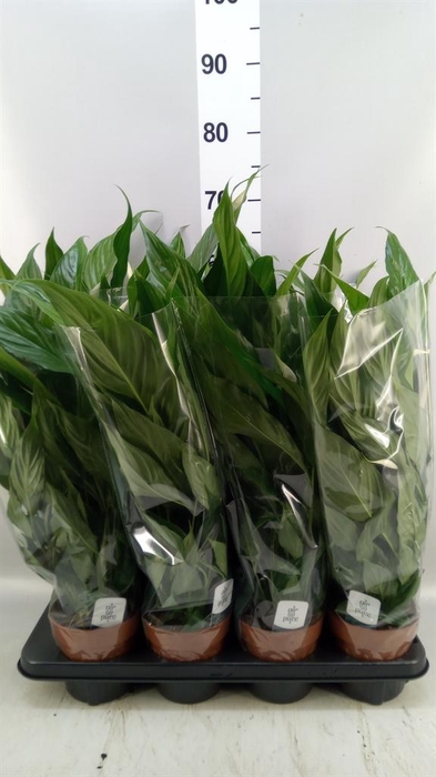 <h4>Spathiphyllum  'Sweet Chico'</h4>