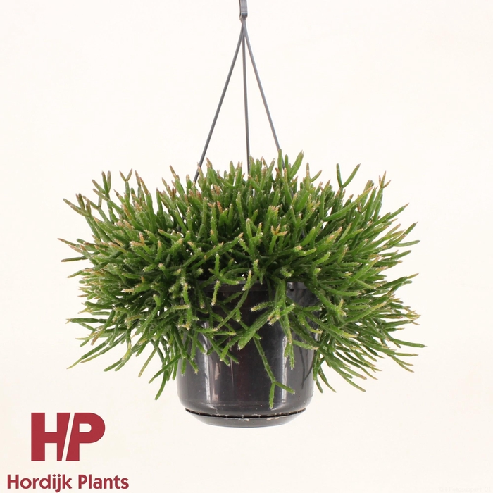 <h4>Rhipsalis burchellii P15</h4>