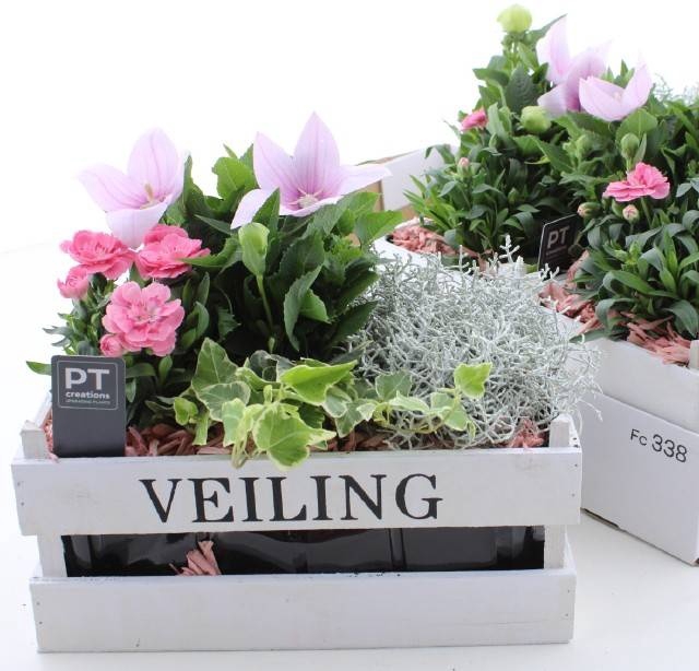 <h4>ARR TUINPLANTEN</h4>