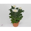 Chrysant Anastasia White