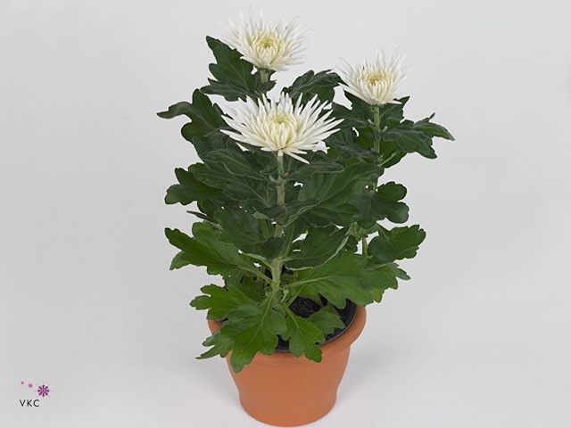 Chrysant Anastasia White