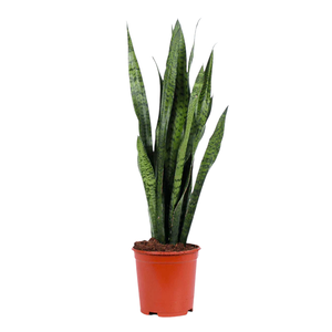 Sansevieria Zeylanica 21 cm