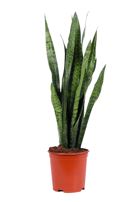 <h4>Sansevieria Zeylanica 21 cm</h4>