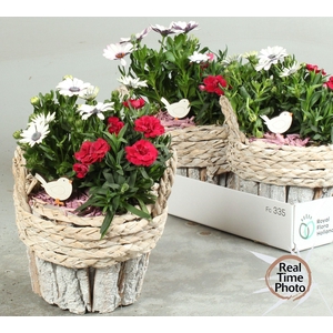 ARR TUINPLANTEN