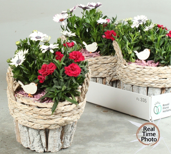 <h4>ARR TUINPLANTEN</h4>