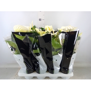 Anthurium andr. 'Alpine'
