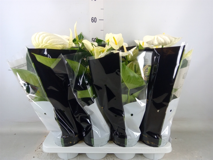 <h4>Anthurium andr. 'Alpine'</h4>
