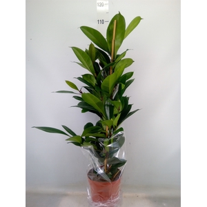 Ficus cyathistipula