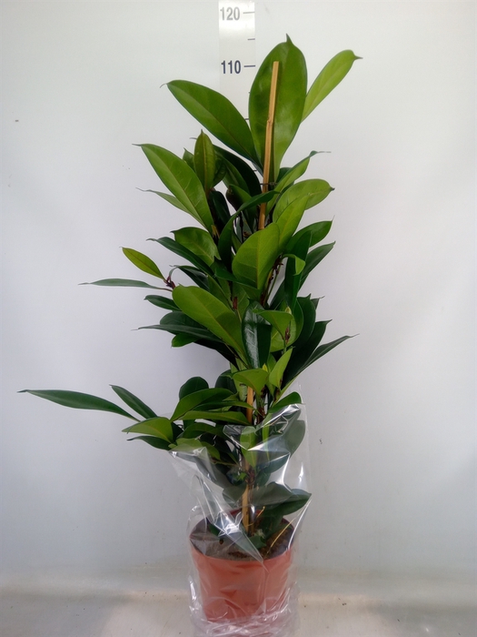 <h4>Ficus cyathistipula</h4>