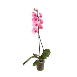 Phal I Am Pink 1T9+