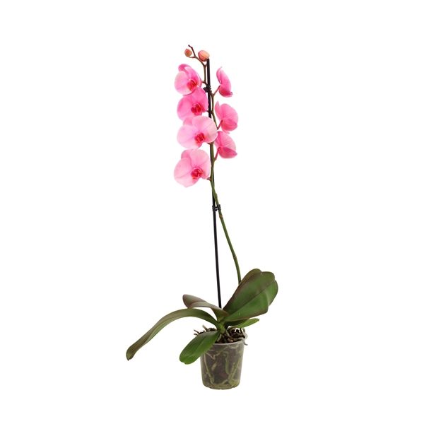 <h4>Phal I Am Pink 1T9+</h4>