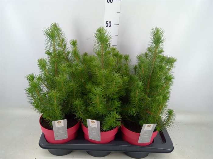 <h4>Pinus pinea 'Silver Crest'</h4>